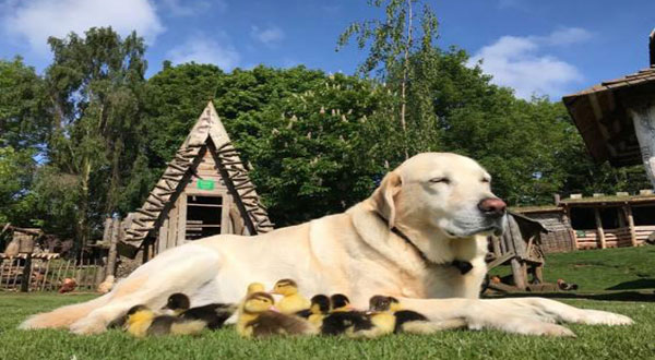 Dog Raises 9 Orphaned Ducklings ‘After Fox Killed Mother Duck' Dog Raises 9 Orphaned Ducklings ‘After Fox Killed Mother Duck’